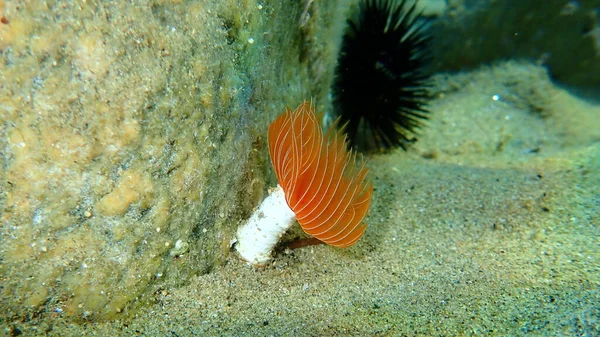 Polychaeta Protected Ula Tubularia Undersea Aegean Sea Greece Halkidiki — 스톡 사진