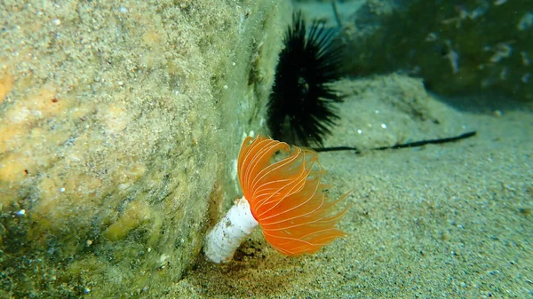 Polychaeta Protula Tubularia Undersea Aegean Sea Greece Halkidiki — Stock Photo, Image