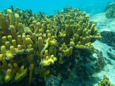 Sarı Tüplü Sünger veya Altın Sünger (Aplysina aerophoba) denizaltı, Ege Denizi, Yunanistan, Halkidiki