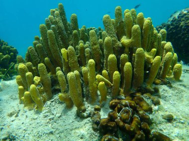 Sarı Tüplü Sünger veya Altın Sünger (Aplysina aerophoba) denizaltı, Ege Denizi, Yunanistan, Halkidiki