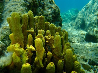 Sarı Tüplü Sünger veya Altın Sünger (Aplysina aerophoba) denizaltı, Ege Denizi, Yunanistan, Halkidiki