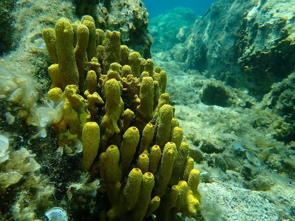 Download Yellow Tube Sponge Images Royalty Free Stock Yellow Tube Sponge Photos Pictures Depositphotos