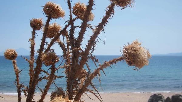 Fiori Campo Sullo Sfondo Del Mar Egeo Grecia Calcidica — Foto Stock