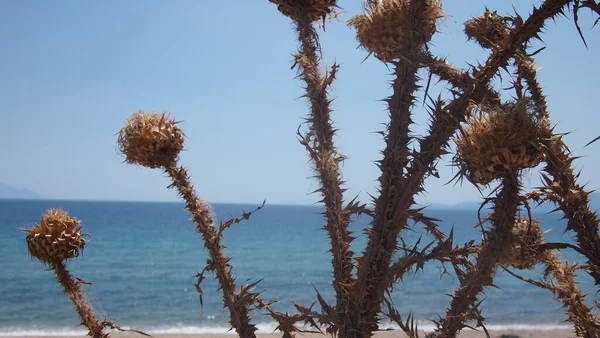 Fiori Campo Sullo Sfondo Del Mar Egeo Grecia Calcidica — Foto Stock