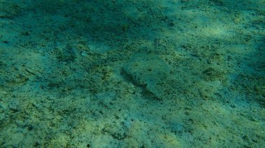 Geniş gözlü dil balığı (Bothus podas) denizaltı, Ege Denizi, Yunanistan, Halkidiki