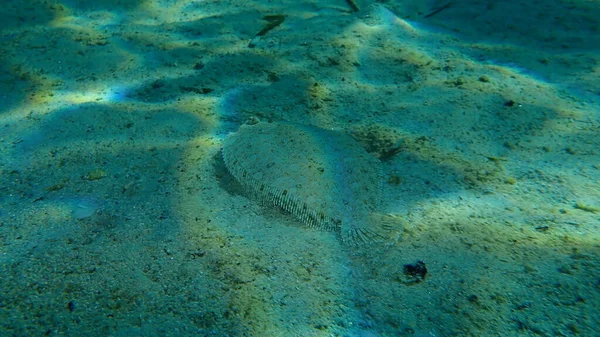 Plie Grands Yeux Bothus Podas Sous Marine Mer Égée Grèce — Photo