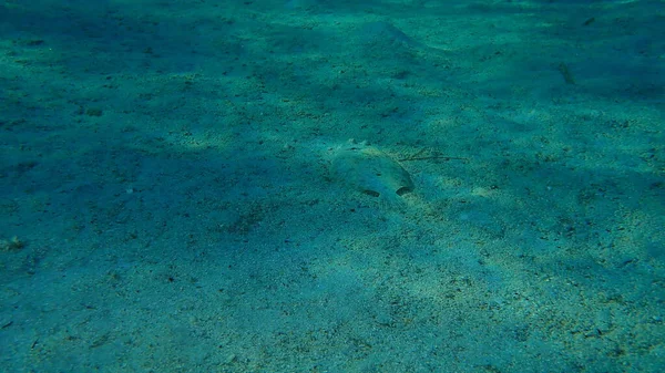 Breedoogbot Bothus Podas Onderzees Egeïsche Zee Griekenland Halkidiki — Stockfoto