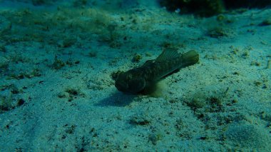 Karadeniz (Gobius niger), Ege Denizi, Yunanistan, Halkidiki