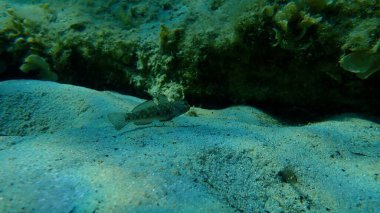 Karadeniz (Gobius niger), Ege Denizi, Yunanistan, Halkidiki