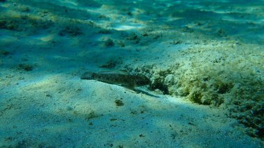 Karadeniz (Gobius niger), Ege Denizi, Yunanistan, Halkidiki