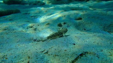 Karadeniz (Gobius niger), Ege Denizi, Yunanistan, Halkidiki