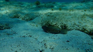Karadeniz (Gobius niger), Ege Denizi, Yunanistan, Halkidiki