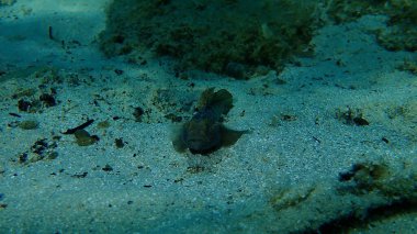 Karadeniz (Gobius niger), Ege Denizi, Yunanistan, Halkidiki