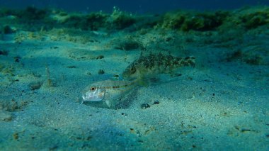 Gri grasse (Symphodus cinereus) ve çizgili kırmızı kefal (Mullus surmuletus) sualtı, Ege Denizi, Yunanistan, Halkidiki