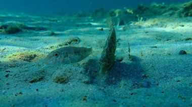 Gri grasse (Symphodus cinereus) ve çizgili kırmızı kefal (Mullus surmuletus) sualtı, Ege Denizi, Yunanistan, Halkidiki