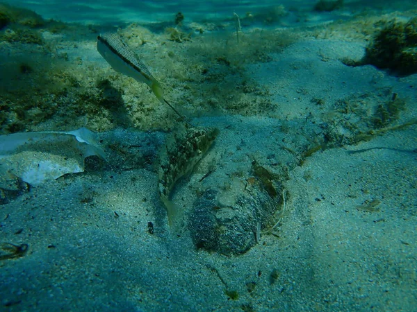 Massa Cinzenta Symphodus Cinereus Salmonete Vermelho Listrado Mullus Surmuletus Submarino — Fotografia de Stock