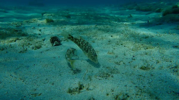 Grey Wrasse Symphodus Cinereus Striped Red Mullet Surmullet Mullus Surmuletus — Stock Photo, Image