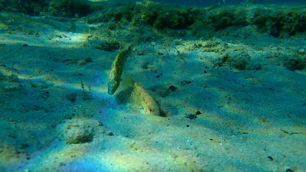 Szürke Wrasse Symphodus Cinereus Csíkos Vörös Mullet Vagy Surmullet Mullus — Stock Fotó