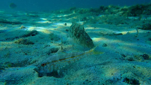 Grijze Wrasse Symphodus Cinereus Gestreepte Rode Mullet Mullus Surmuletus Onderzees — Stockfoto