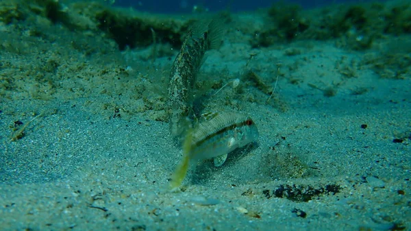 Γκρι Strasse Symphodus Cinereus Και Ριγέ Κόκκινο Μπαρμπούνι Μπαρμπούνι Mullus — Φωτογραφία Αρχείου