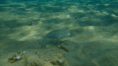 Kum steenbras veya çizgili deniz kabuğu (Lithognathus mormyrus) deniz altı, Ege Denizi, Yunanistan, Halkidiki