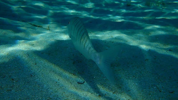 Остеенбрас Lithognathus Mormyrus Водой Эгейское Море Греция Халкидики — стоковое фото