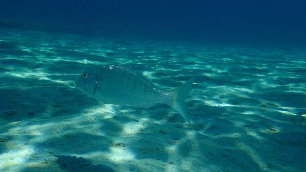 Sandsteenbras Oder Streifenbrassen Lithognathus Mormyrus Unter Wasser Ägäis Griechenland Chalkidiki — Stockfoto