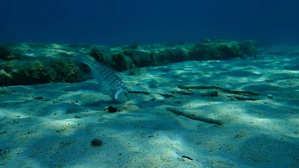 Остеенбрас Lithognathus Mormyrus Водой Эгейское Море Греция Халкидики — стоковое фото