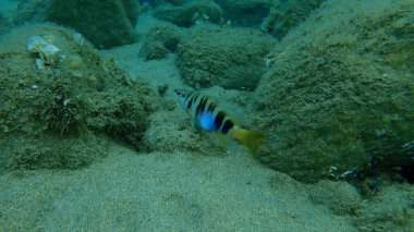 Boyanmış komando (Serranus scriba) denizaltı, Ege Denizi, Yunanistan, Halkidiki