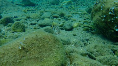 Boyanmış komando (Serranus scriba) denizaltı, Ege Denizi, Yunanistan, Halkidiki