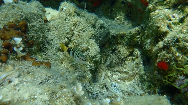 Painted Comber Serranus Scriba Undersea Aegean Sea Greece Halkidiki — 스톡 사진