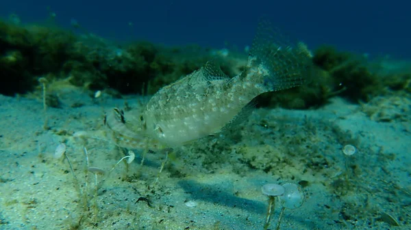 Grey Wrasse Symphodus Cinereus Undersea Aegean Sea Greece Halkidiki — 스톡 사진