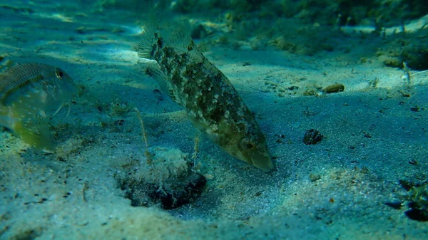Rondera Grigia Symphodus Cinereus Sottomarina Mar Egeo Grecia Calcidica — Foto Stock