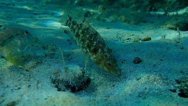 Wrasse Grise Symphodus Cinereus Sous Marine Mer Égée Grèce Halkidiki — Photo