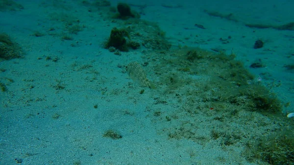 Gri Grasse Symphodus Cinereus Denizaltı Ege Denizi Yunanistan Halkidiki — Stok fotoğraf