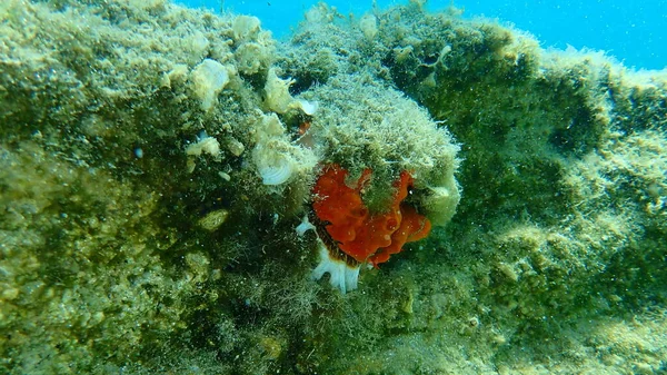 カキのスポンジまたはオレンジ色の赤色の皮をむいたスポンジ Crambe Crambe で覆われたヨーロッパのとげのあるカキ Spondylus Gaederopus エーゲ海 ギリシャ ハルキディキ — ストック写真