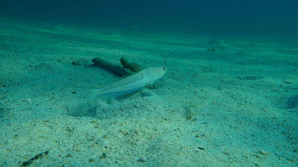 Större Weever Trachinus Draco Vatten Egeiska Havet Grekland Halkidiki — Stockfoto