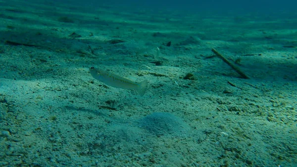 Greater Weever Trachinus Draco Undersea Aegean Sea Greece Halkidiki — Stock Photo, Image