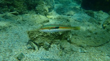 Akdeniz Gökkuşağı Burgusu (Coris julis) deniz altı, Ege Denizi, Yunanistan, Halkidiki