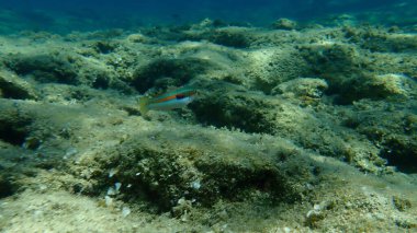 Akdeniz Gökkuşağı Burgusu (Coris julis) deniz altı, Ege Denizi, Yunanistan, Halkidiki