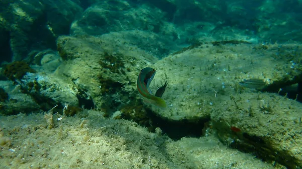 Arco Iris Mediterráneo Wrasse Coris Julis Bajo Mar Mar Egeo — Foto de Stock