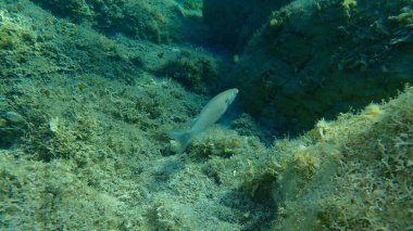 Düz başlı gri kefal, yassı başlı kefal, çizgili kefal (Mugil cephalus) deniz altı, Ege Denizi, Yunanistan, Halkidiki