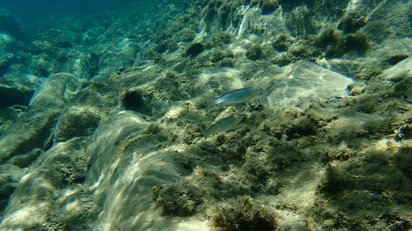 Flathead Meeräsche Flathead Meeräsche Gestreifte Meeräsche Mugil Cephalus Unterwasser Ägäis — Stockfoto