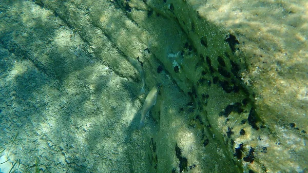 Flathead Grey Mullet Flathead Mullet Gestreepte Mullet Mugil Cephalus Onderzee — Stockfoto