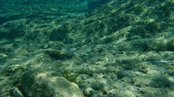 Flathead Meeräsche Flathead Meeräsche Gestreifte Meeräsche Mugil Cephalus Unterwasser Ägäis — Stockfoto