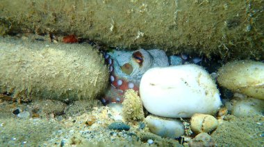 Ortak ahtapot (Octopus vulgaris) denizaltı, Ege Denizi, Yunanistan, Halkidiki