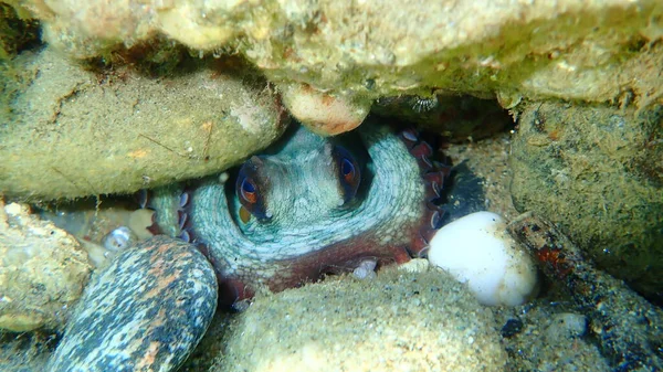 Tintenfisch Octopus Vulgaris Unter Wasser Ägäis Griechenland Chalkidiki — Stockfoto