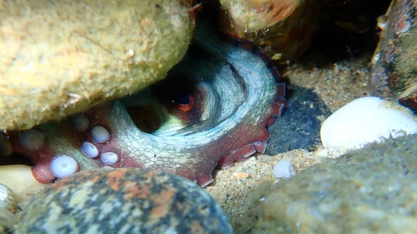 Common octopus (Octopus vulgaris) undersea, Aegean Sea, Greece, Halkidiki