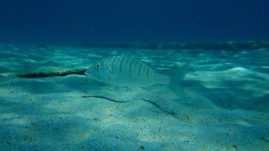 Kum steenbras veya çizgili deniz kabuğu (Lithognathus mormyrus) deniz altı, Ege Denizi, Yunanistan, Halkidiki