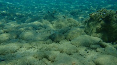 Kum steenbras veya çizgili deniz kabuğu (Lithognathus mormyrus) deniz altı, Ege Denizi, Yunanistan, Halkidiki